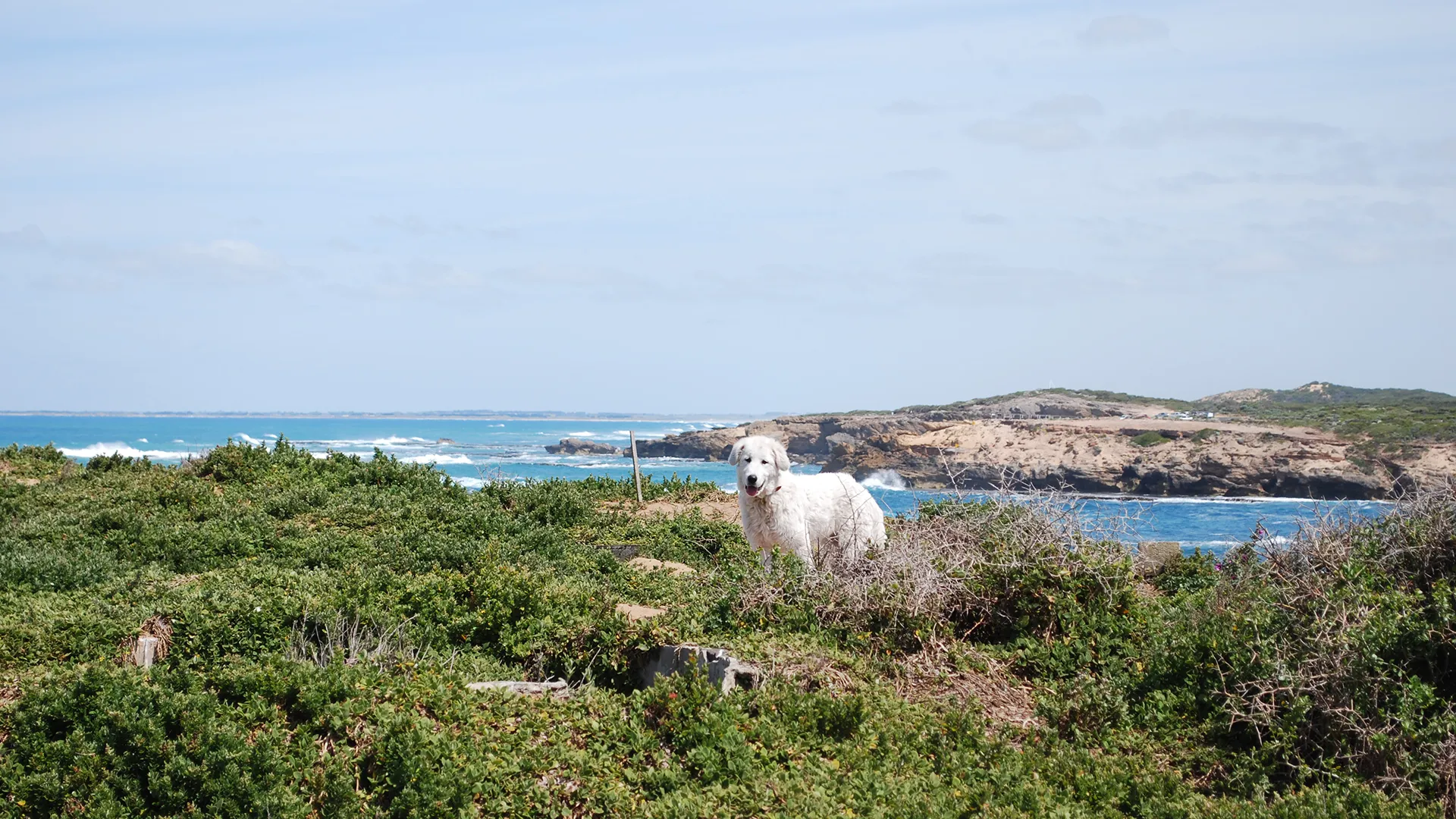 Maremmas on Middle Island