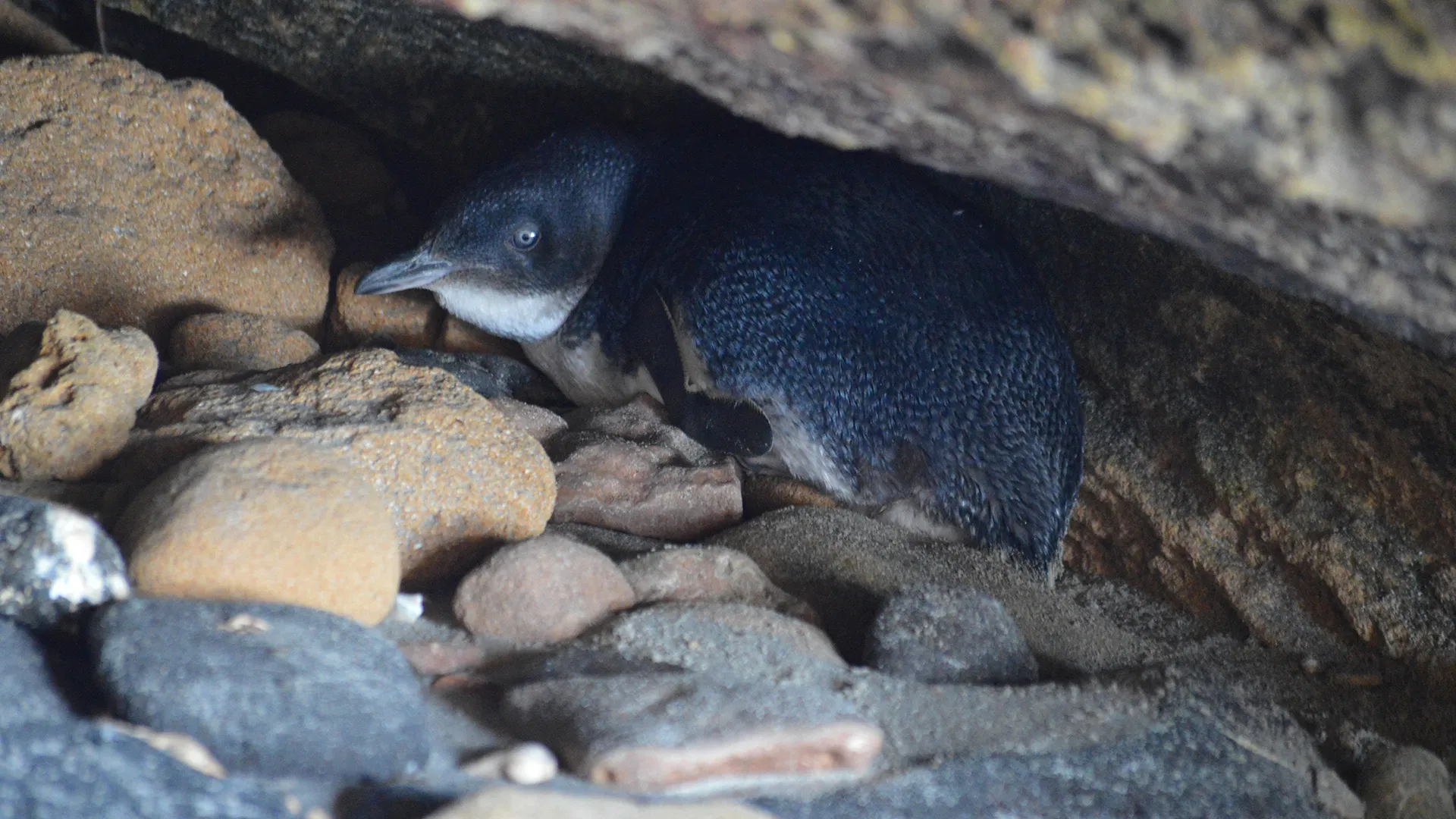 Penguin